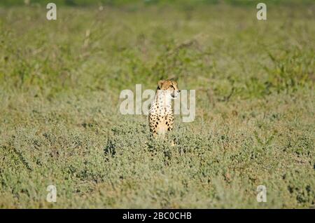 Gepard in hohem Grünrasen, Etosha-Nationalpark Stockfoto