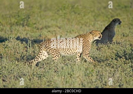 Gepard in hohem Grünrasen, Etosha-Nationalpark Stockfoto