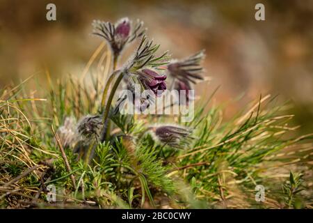 Büschel schöner Windblumen, Wiesenanemone, pasque-blumen mit dunkelviolettem Kelch wie Blume und behaartem Stielchen, der an einem Frühlingstag auf der Wiese wächst. Stockfoto