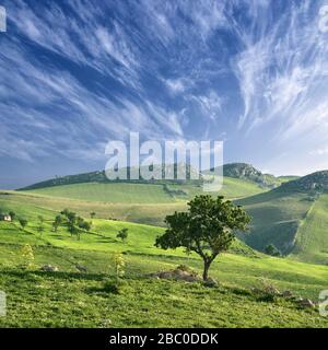 Ländliche Landschaft mit Mandelbaum und grünen Feldern Cirrus cloudscape auf Sizilien Stockfoto