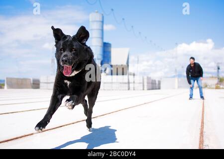 Schwarzer Mastiff running, ein verspielter großformatiger Hund, der während der nationalen Sperre in Spanien auf einem Feld rumläuft und einen Stock holt. Stockfoto