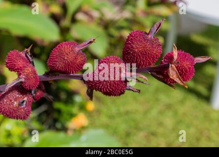 Canna indica fruit, Plant of the Cannaceen family, heimisch in Mittel- und Südamerika, Areal, Rio de Janeiro, Brasilien Stockfoto