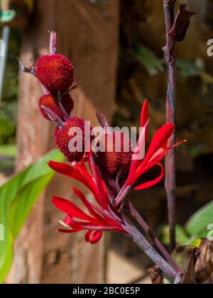 Canna indica fruit, Plant of the Cannaceen family, heimisch in Mittel- und Südamerika, Areal, Rio de Janeiro, Brasilien Stockfoto