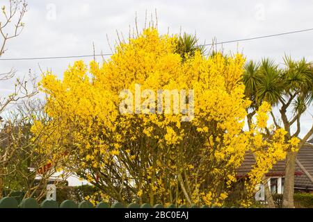 Ein typischer Strauch von Forsythia Spectabilis in voller Frühlingsblume in einem ländlichen Garten an der Springwell Road, Groomsport County Down Stockfoto