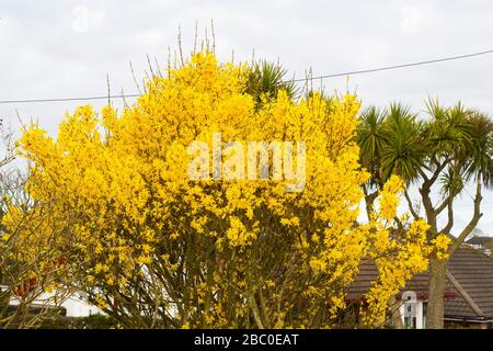 Ein typischer Strauch von Forsythia Spectabilis in voller Frühlingsblume in einem ländlichen Garten an der Springwell Road, Groomsport County Down Stockfoto