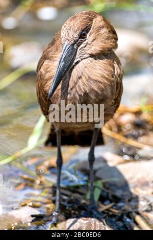 Nahaufnahme eines Hamerkop Bird Fishing in einem Stream im Kruger National Park, Südafrika. Stockfoto