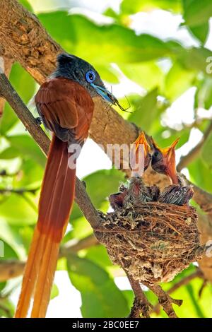 Afrikanischer Paradise Flycatcher füttert zwei Küken in einer Nest im Tsendze Camp, Kruger National Park - Südafrika Stockfoto