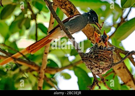 Afrikanischer Paradise Flycatcher füttert zwei Küken in einer Nest im Tsendze Camp, Kruger National Park - Südafrika Stockfoto