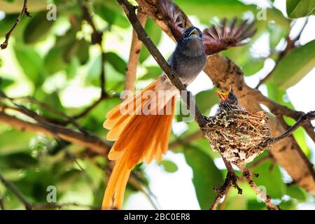 Afrikanischer Paradise Flycatcher füttert zwei Küken in einer Nest im Tsendze Camp, Kruger National Park - Südafrika Stockfoto