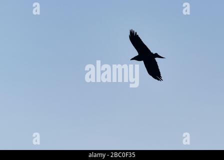 Sieversdorf, Deutschland. April 2020. Eine Rabe Krähe (Corvus Corone Corone). Credit: Patrick Pleul / dpa-Zentralbild / ZB / dpa / Alamy Live News Stockfoto