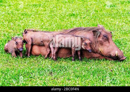 Mutter Warthog mit Ferkeln auf einem grünen Gras-Rasen im Milwane Wildlife Sanctuary, Eswatini (Swasiland) Stockfoto