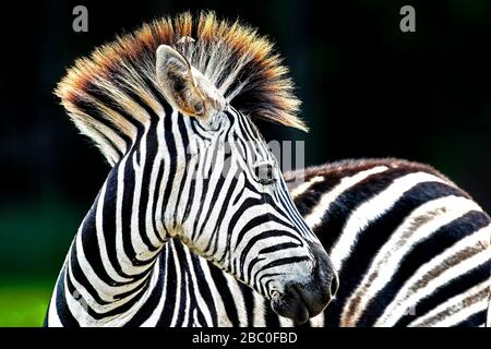 Nahaufnahme Porträt eines Burchells Zebra im Milwane Wildlife Reserve in Eswatini (Swasiland) Stockfoto