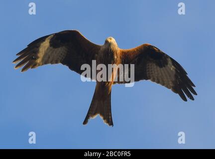 Sieversdorf, Deutschland. April 2020. Ein roter Kite (Milvus milvus) kreist am blauen Himmel. Mit etwa 65 Zentimetern und einer Flügelspannweite von bis zu 180 Zentimetern ist der rote Drachen etwas größer als ein Buzard. Sein besonderes Merkmal ist sein langer, gegabelter, rötlicher Schwanz. Der Greifvogel wird im Volksmund auch Rotkite genannt. In Deutschland brütet mehr als die Hälfte der weltweiten Population von Rotkiten. Credit: Patrick Pleul / dpa-Zentralbild / ZB / dpa / Alamy Live News Stockfoto