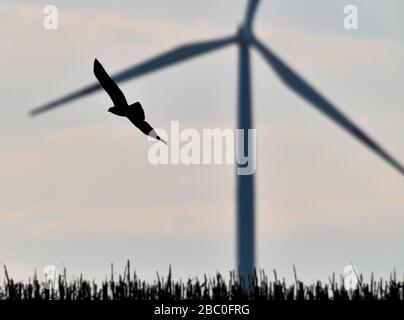 Sieversdorf, Deutschland. April 2020. Ein Bussard (Buteo Buteo) fliegt vor einer Windturbine über ein Feld. Credit: Patrick Pleul / dpa-Zentralbild / ZB / dpa / Alamy Live News Stockfoto