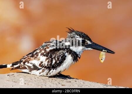 Perched Male Pied Kingfisher mit Fischbeutetieren im Schnabel im Kruger National Park, Südafrika Stockfoto