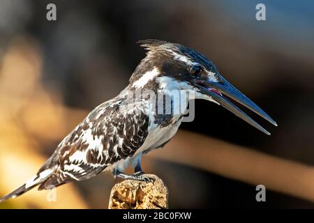 Pied Kingfisher thront auf Tree Stump über einem Fluss im Kruger National Park, Südafrika Stockfoto