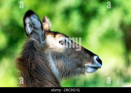 Nahaufnahme eines weiblichen Waterbucks im Kruger National Park, Südafrika Stockfoto