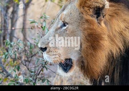 Männlicher Löwe (Panthera leo) mit einer prominenten Mähne im Timbavati Reserve, Südafrika Stockfoto