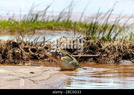 Ein Nilkrokodil, das eine riesige Barbel (Sharptooth Catfish) im Kruger-Nationalpark in Südafrika isst Stockfoto