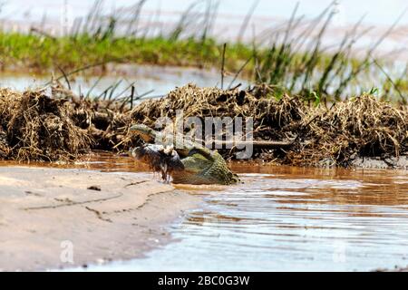 Ein Nilkrokodil, das eine riesige Barbel (Sharptooth Catfish) im Kruger-Nationalpark in Südafrika isst Stockfoto