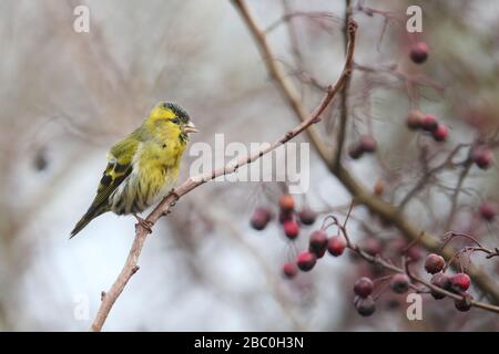 Männliche Siskin (Carduelis spinus) auf Weißdornbaum-Busch. Stockfoto