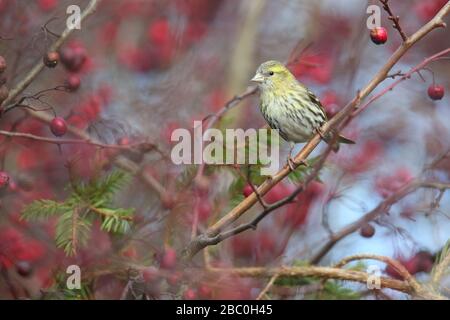 Weibliche Siskin (Carduelis spinus) auf Weißdornbaum Busch. Stockfoto