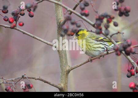 Männliche Siskin (Carduelis spinus) auf Weißdornbaum-Busch. Stockfoto