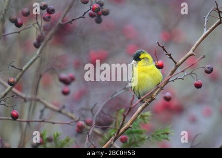 Männliche Siskin (Carduelis spinus) auf Weißdornbaum-Busch. Stockfoto