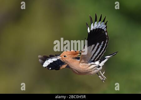 Eurasisches Hoopoe, Lesvos, Griechenland Stockfoto