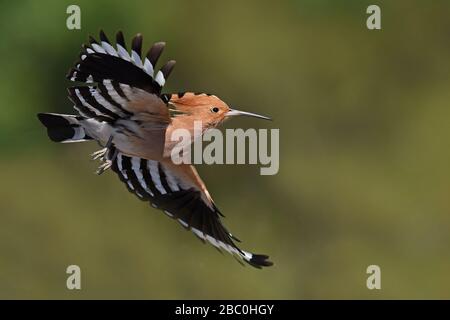 Eurasisches Hoopoe, Lesvos, Griechenland Stockfoto