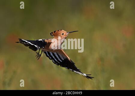 Eurasisches Hoopoe, Lesvos, Griechenland Stockfoto