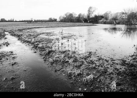 Überschwemmte Oberläufe der Themse im Winter zwischen der Lechslade und Ashton Keynes in den Cotswolds, Großbritannien Stockfoto