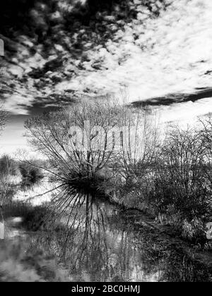 Überschwemmte Oberläufe der Themse im Winter zwischen der Lechslade und Ashton Keynes in den Cotswolds, Großbritannien Stockfoto