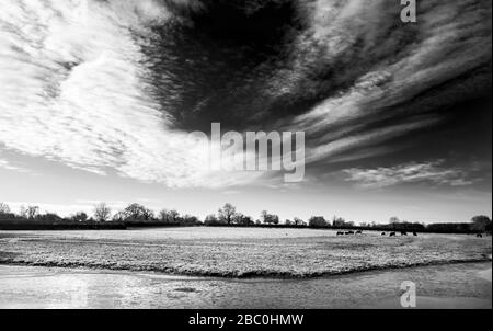 Überschwemmte Oberläufe der Themse im Winter zwischen der Lechslade und Ashton Keynes in den Cotswolds, Großbritannien Stockfoto