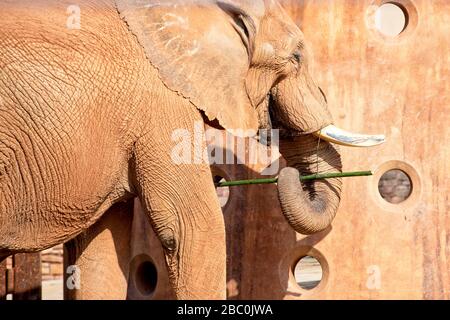 Ein Blick auf bedrohte afrikanische Elefanten im Atlanta Zoo in Atlanta, Georgia Stockfoto