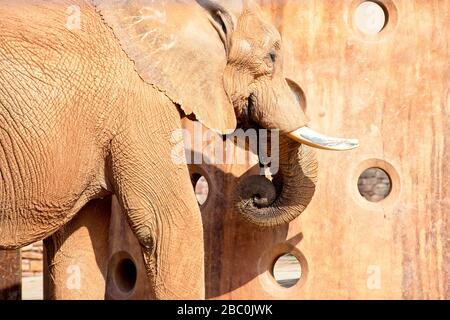 Ein Blick auf bedrohte afrikanische Elefanten im Atlanta Zoo in Atlanta, Georgia Stockfoto