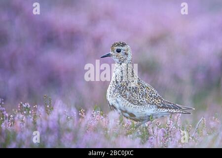 European Golden Plover, Yorkshire, Großbritannien Stockfoto