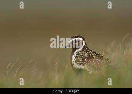 European Golden Plover, Shetland, Großbritannien Stockfoto