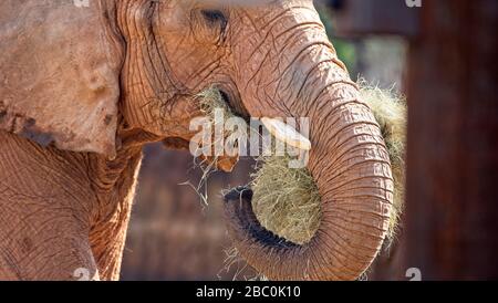 Ein Blick auf bedrohte afrikanische Elefanten im Atlanta Zoo in Atlanta, Georgia Stockfoto