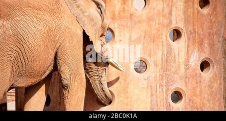 Ein Blick auf bedrohte afrikanische Elefanten im Atlanta Zoo in Atlanta, Georgia Stockfoto