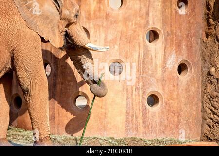 Ein Blick auf bedrohte afrikanische Elefanten im Atlanta Zoo in Atlanta, Georgia Stockfoto