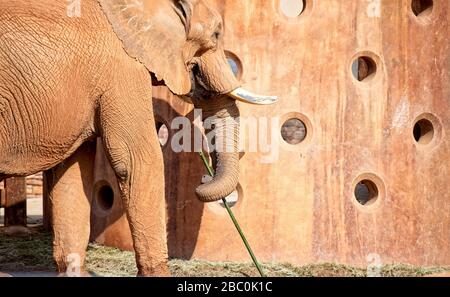 Ein Blick auf bedrohte afrikanische Elefanten im Atlanta Zoo in Atlanta, Georgia Stockfoto