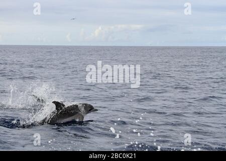 Ein atlantischer Delfin (Stenella frontalis), der an der Küste der Insel Pico auf den Azoren, Portugal, aus dem Wasser springt. Stockfoto