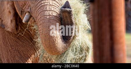 Ein Blick auf bedrohte afrikanische Elefanten im Atlanta Zoo in Atlanta, Georgia Stockfoto