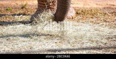 Ein Blick auf bedrohte afrikanische Elefanten im Atlanta Zoo in Atlanta, Georgia Stockfoto