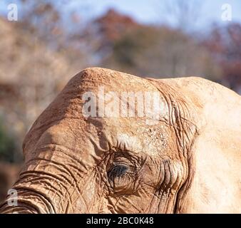 Ein Blick auf bedrohte afrikanische Elefanten im Atlanta Zoo in Atlanta, Georgia Stockfoto