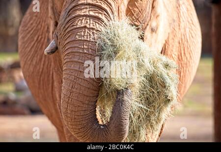 Ein Blick auf bedrohte afrikanische Elefanten im Atlanta Zoo in Atlanta, Georgia Stockfoto