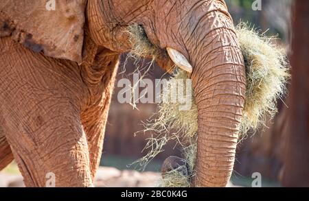 Ein Blick auf bedrohte afrikanische Elefanten im Atlanta Zoo in Atlanta, Georgia Stockfoto