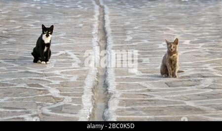 Zwei Katzen sitzen in sicherer sozialer Entfernung, getrennt durch einen offenen Entwässerungskanal in der Straße mit Natursteinpflastern in einem griechischen Dorf, Kykladen Stockfoto