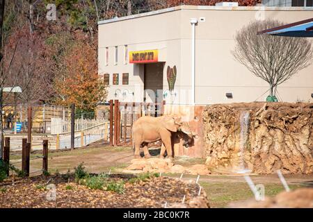 Ein Blick auf bedrohte afrikanische Elefanten im Atlanta Zoo in Atlanta, Georgia Stockfoto